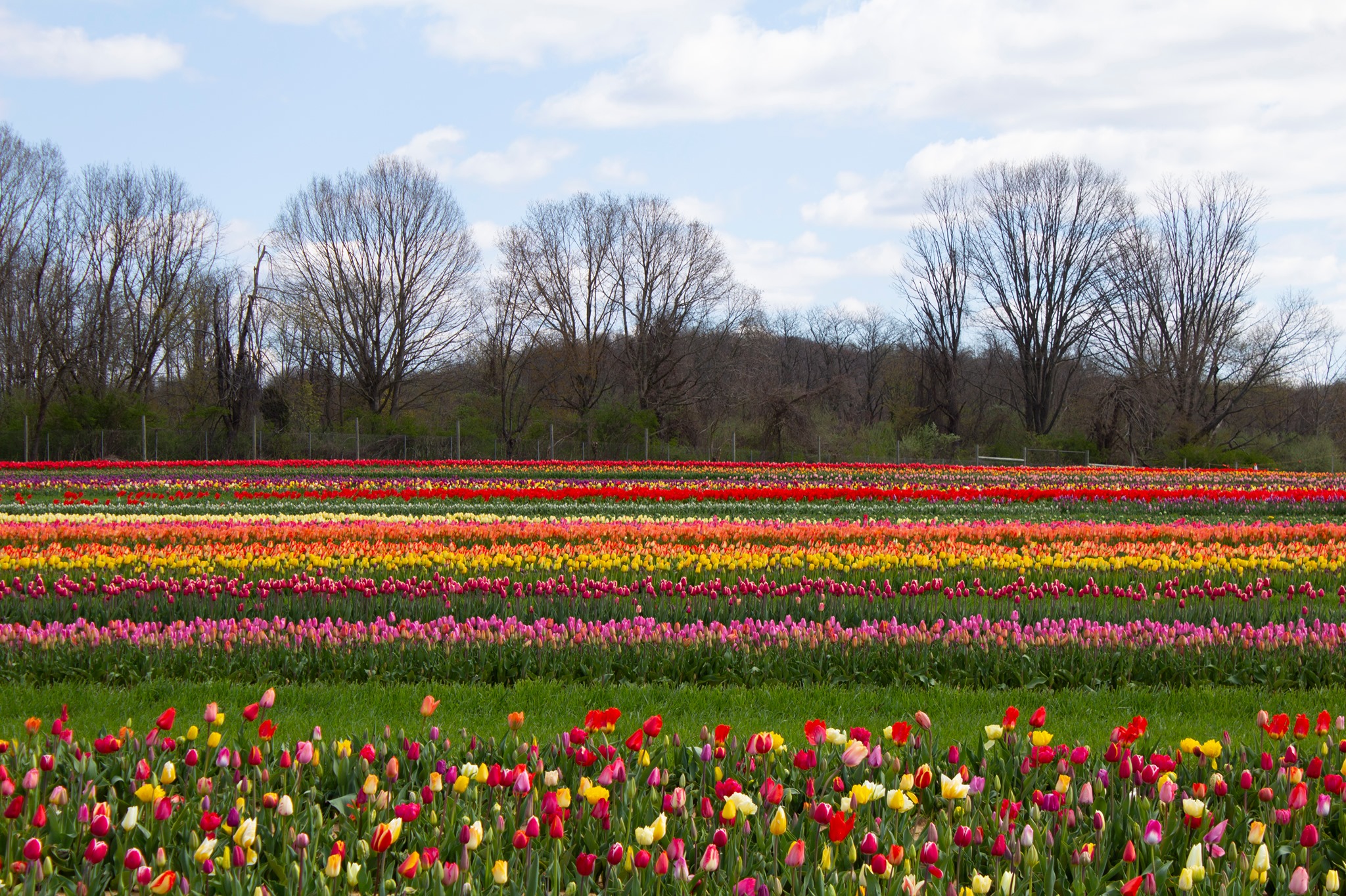 Take A Virtual Tour Through A Sea Of Over 1 Million Tulips At Holland