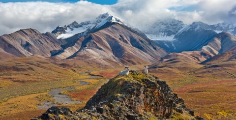 Take A Virtual Tour Through A Sea Of Mosses and Lichens In Denali National Park In Alaska
