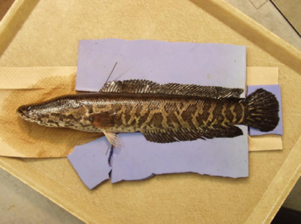 New Jersey Snakeheads Bring Challenges and Opportunities for