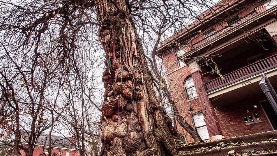 Kentucky's quirkiest college tradition: The tree that takes root