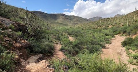 A Painted Cave And Ancient Ruins Are Hiding On The Trails Of Tucson Mountain Park In Arizona