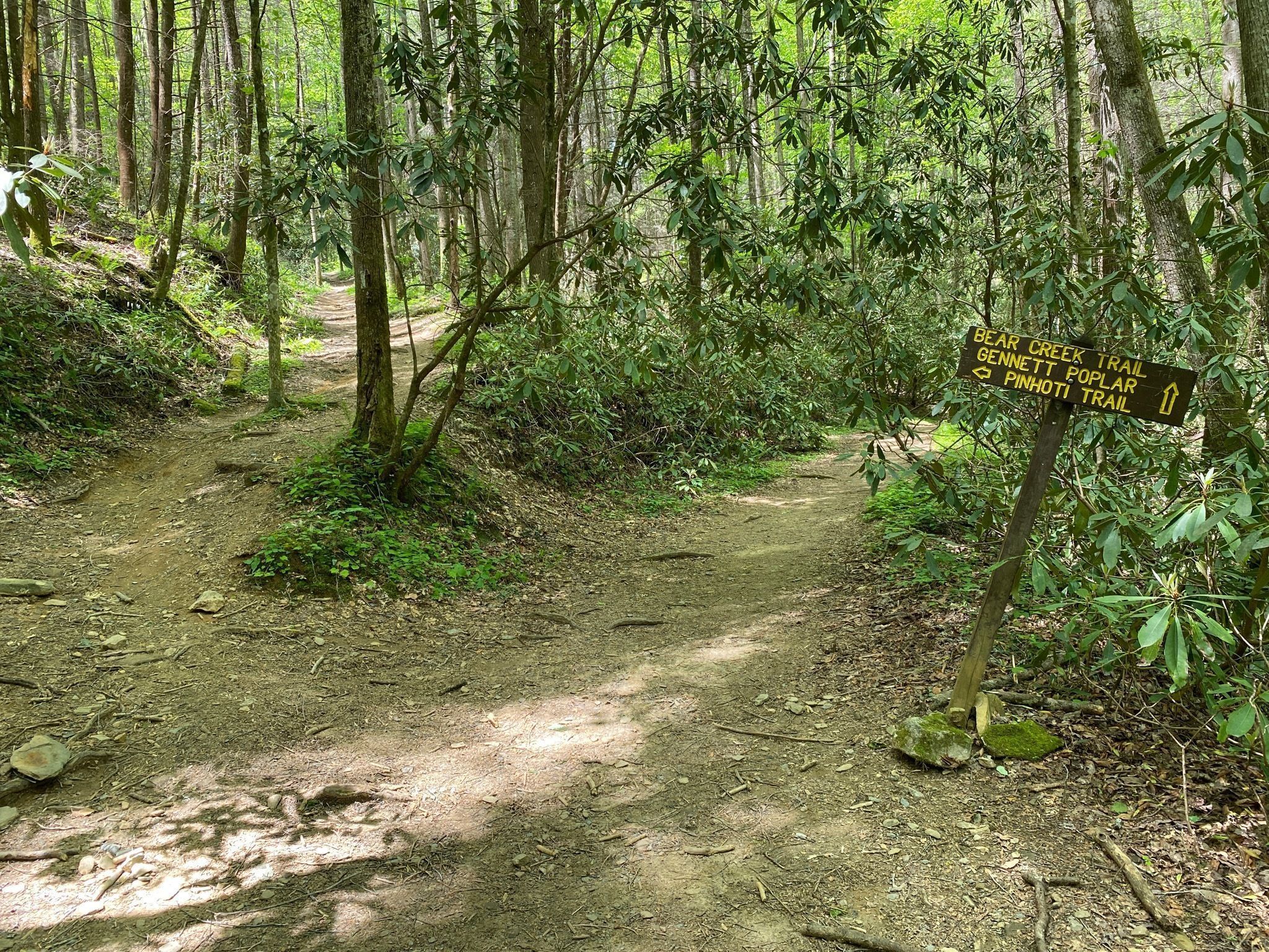 Tranport Yourself To The Rainforest On Bear Creek Trail In Georgia