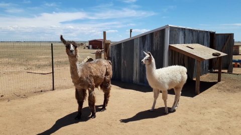 Social Distance And Pet Adorable Animals At The GingerSnap Rescue Ranch In Colorado