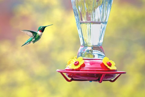 Thousands Of Hummingbirds Are Headed Straight For Louisiana This Fall