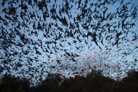 Texas' Bracken Bat Cave Is Home To The Largest Bat Colony In The World