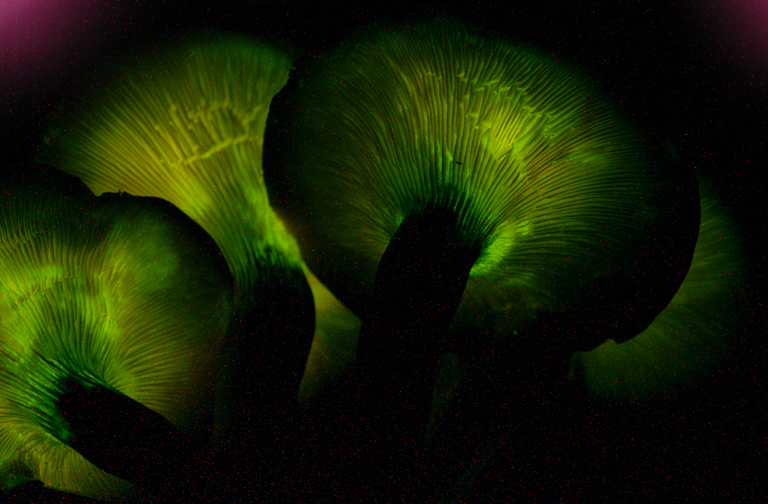 These Indiana Mushrooms Are Poisonous And They Glow In The Dark