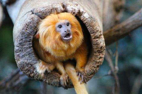 See The Faces Of The Rainforest At Roger Williams Park Zoo In Rhode Island For An Adorable Adventure