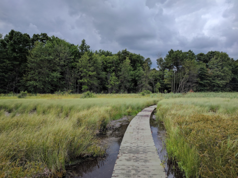 Step Into Serenity When You Walk On The Floating Trail At Bishop's Bog Preserve In Michigan