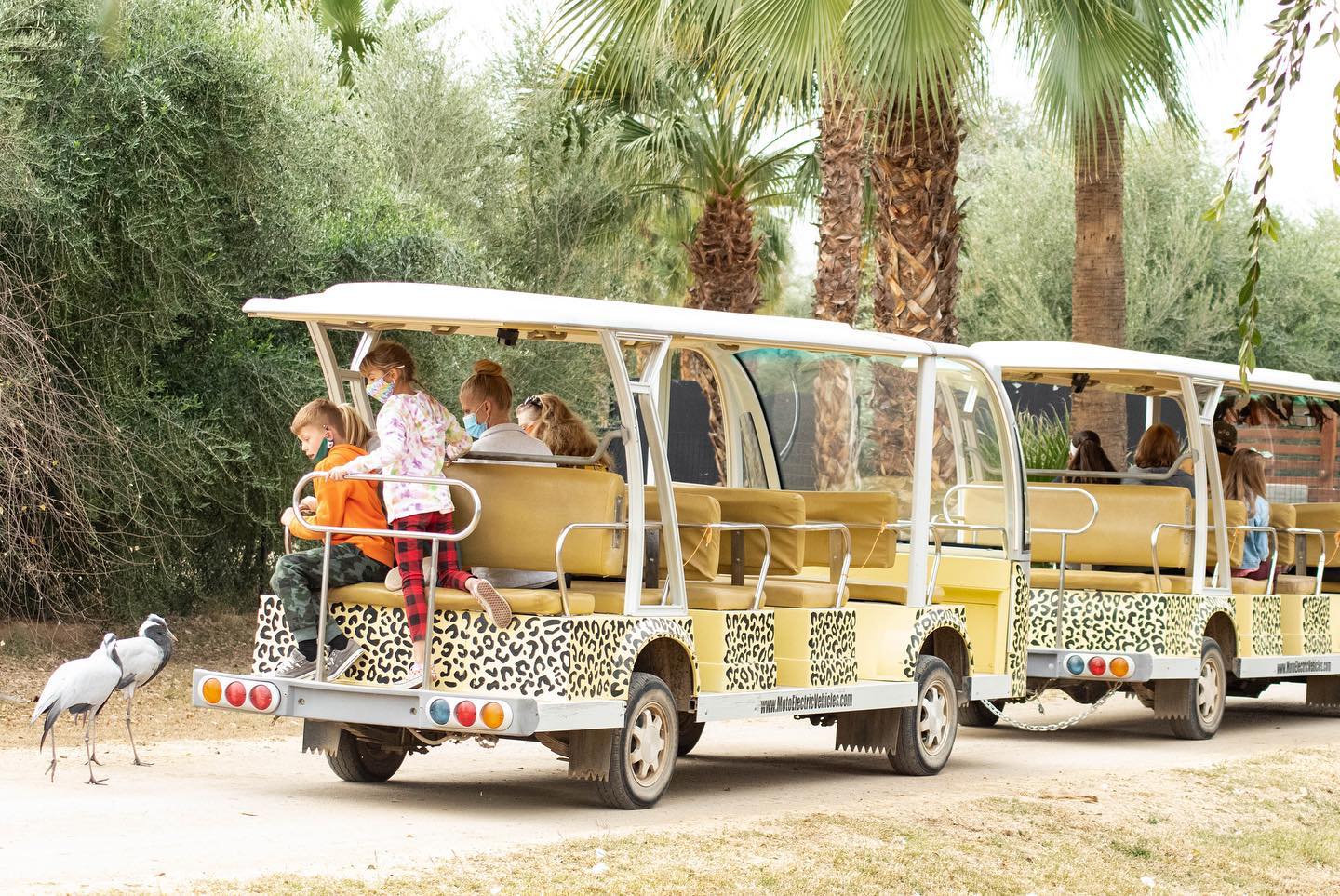 safari zoo car