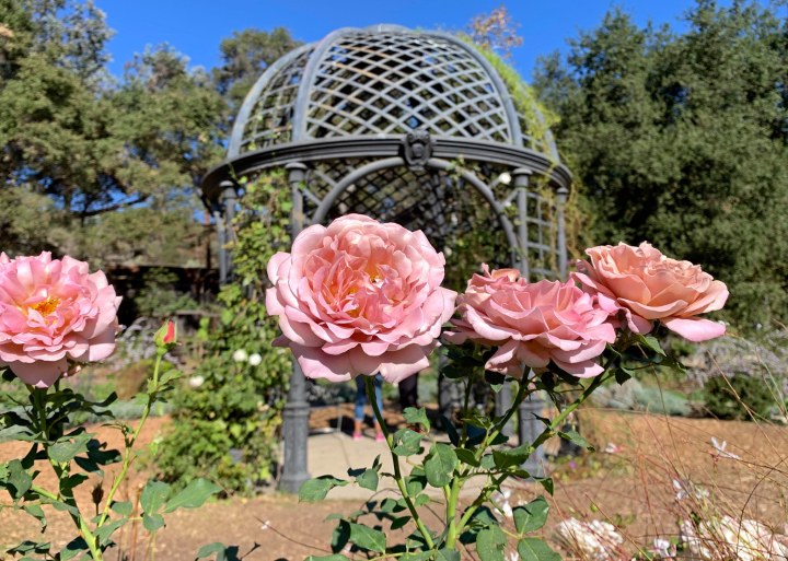 Rose Garden - Descanso Gardens