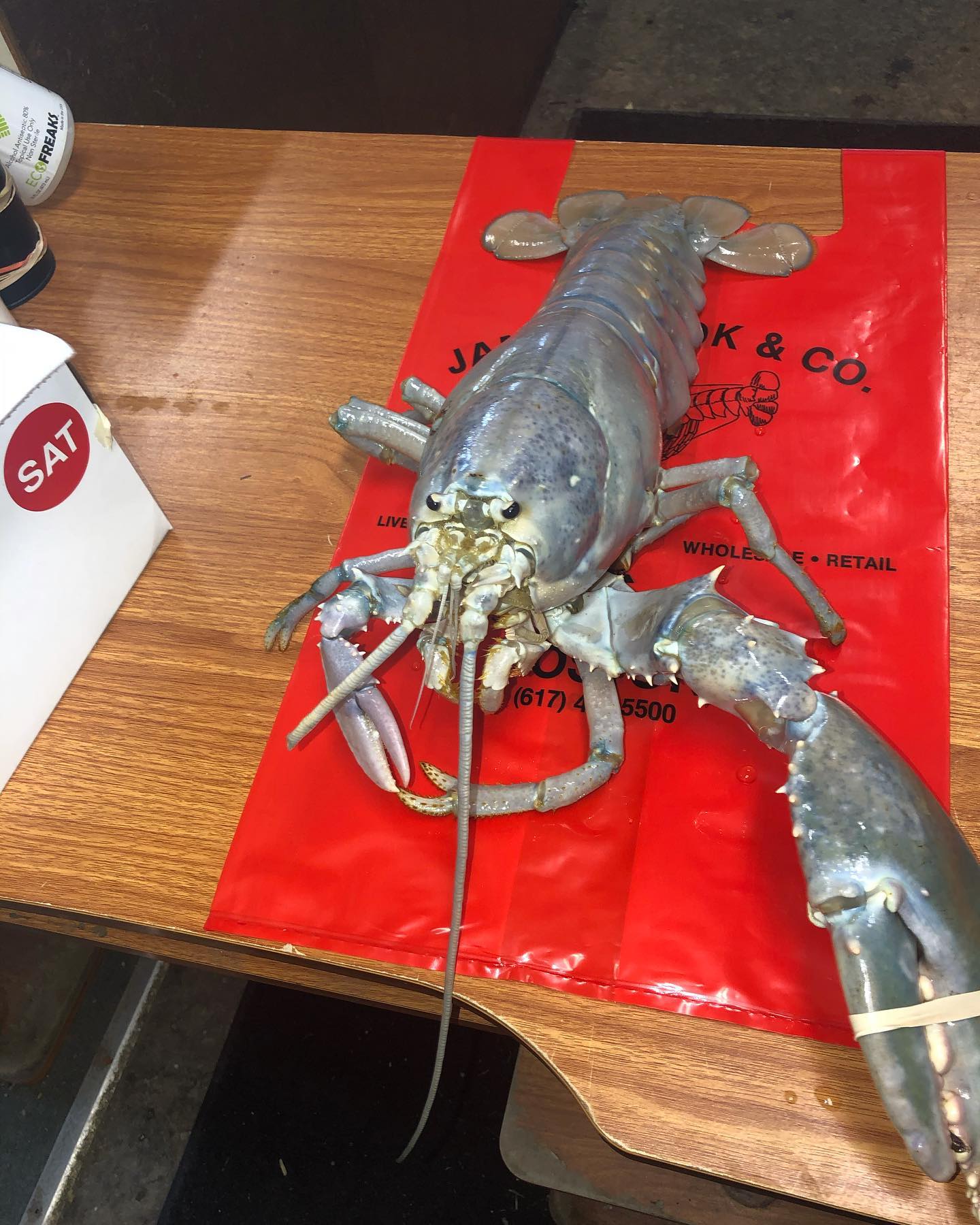 Rarest Lobster