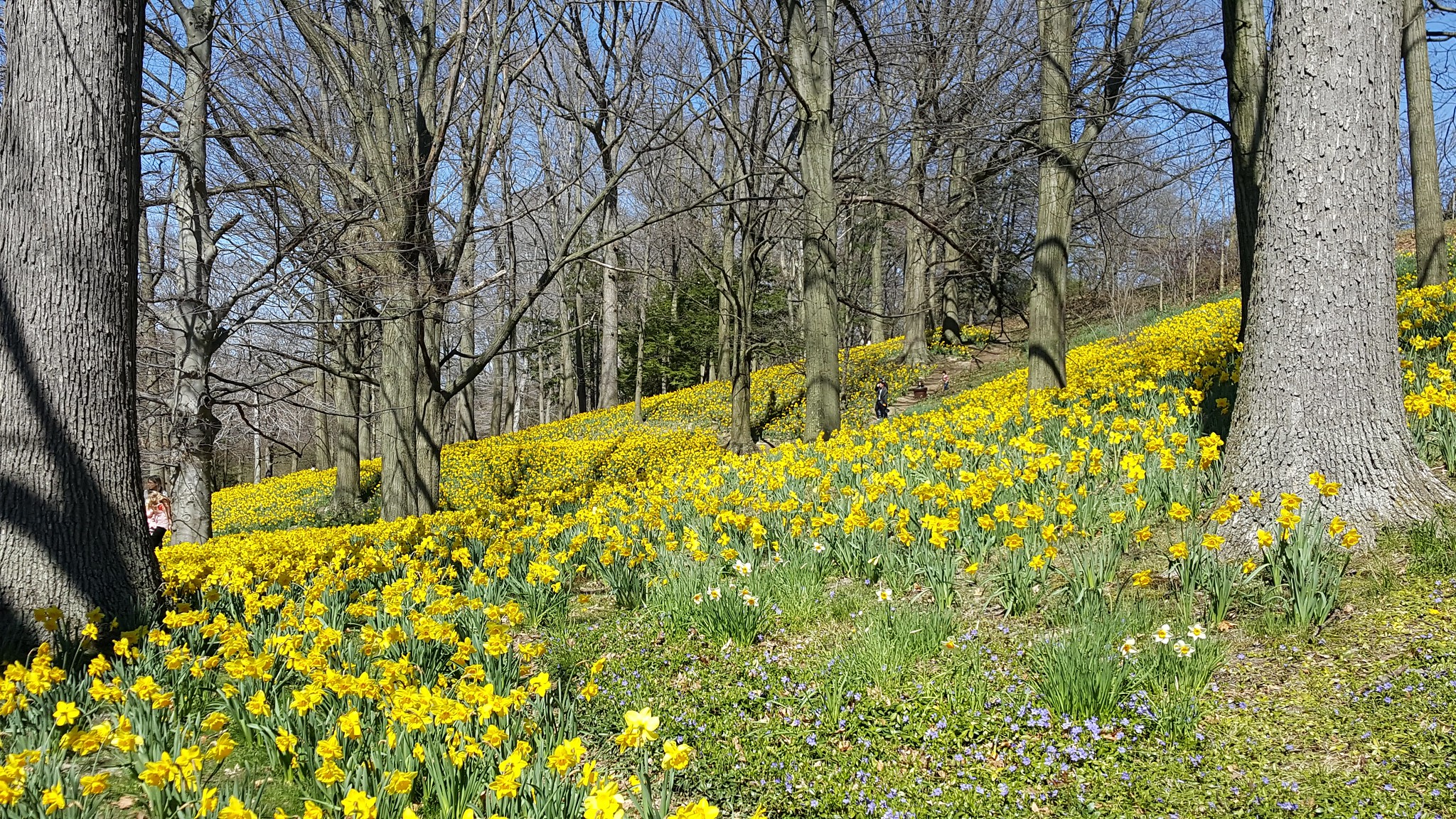 Daffodil Hill at Lake View Cemetery in Cleveland, Ohio