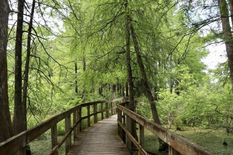 Mesmerizing Views Await Along The Lake Martin Loop Trail In Louisiana