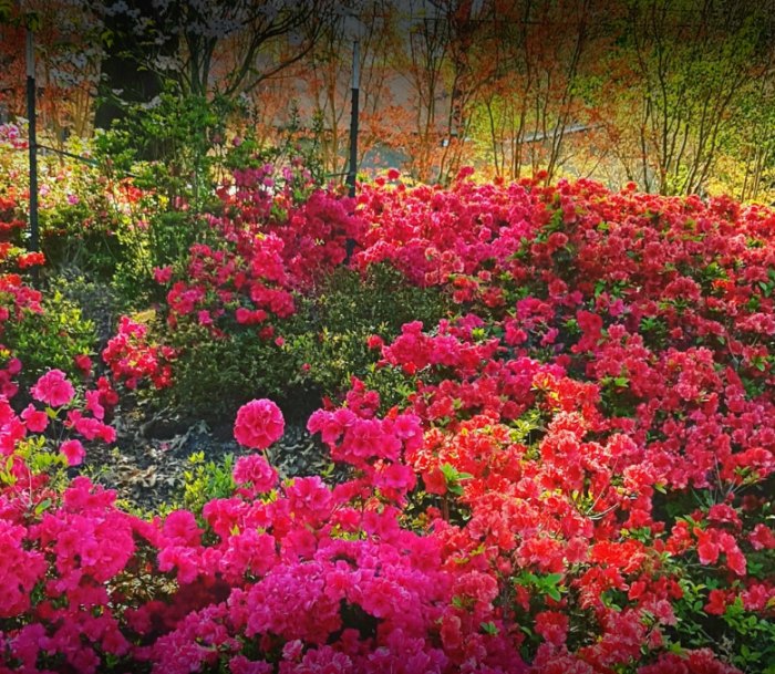 There's Nothing More Beautiful Than Oklahoma's Annual Azalea Festival
