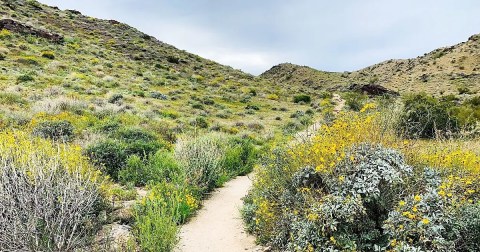 Here Are The 7 Best Places To Spot Wildflowers This Spring In Arizona