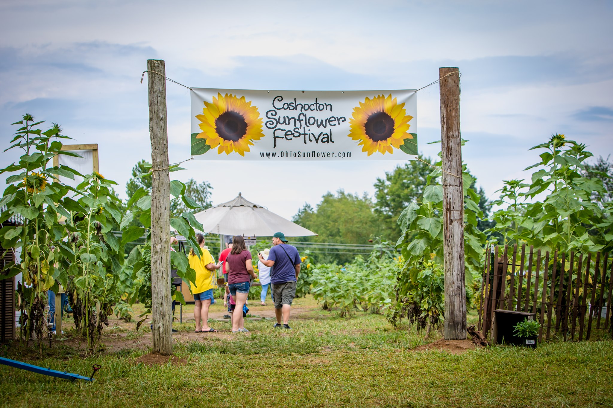 Best Sunflower Festival in Ohio Coshocton Sunflower Festival
