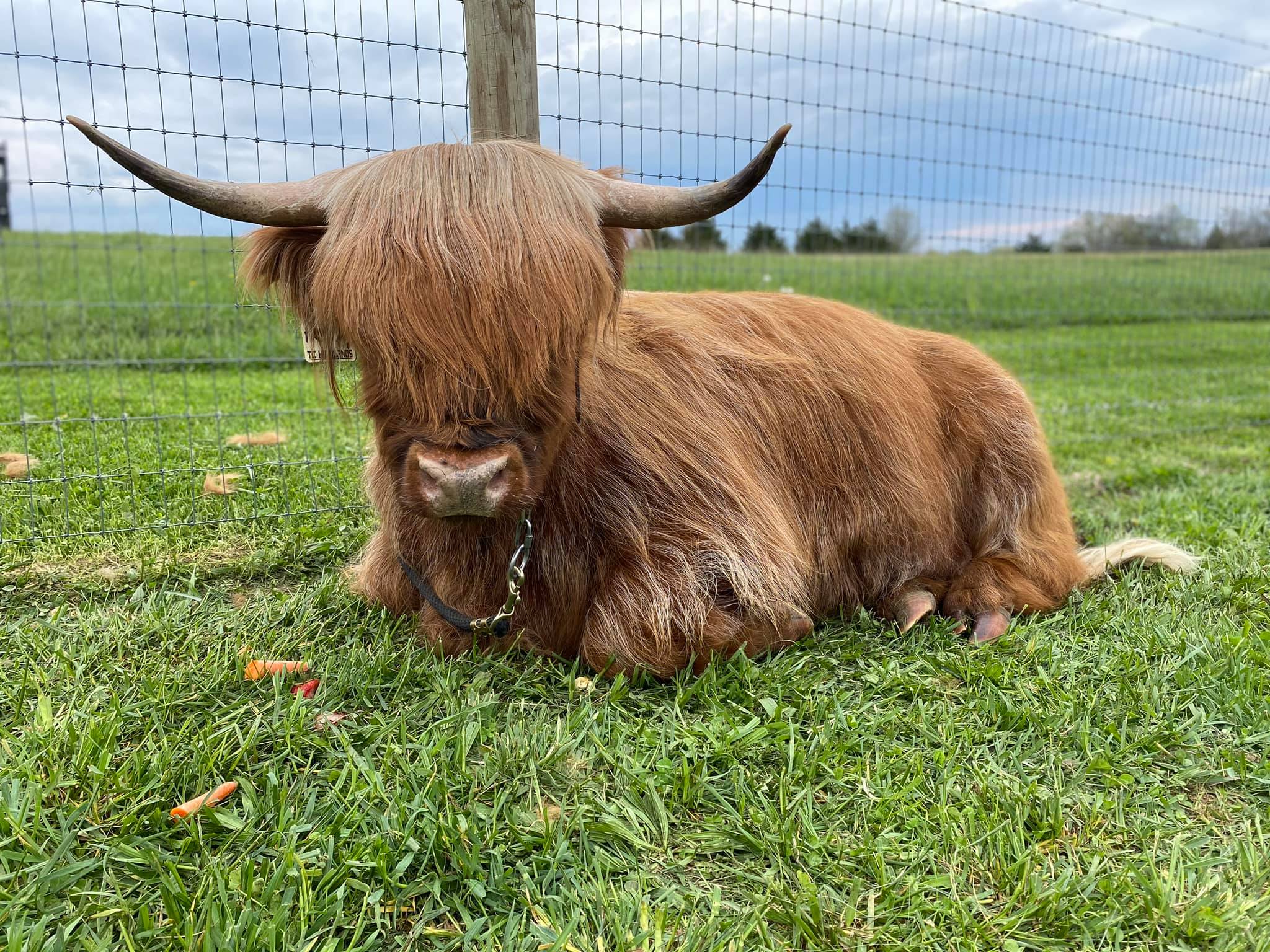 miniature highland cows for sale near me