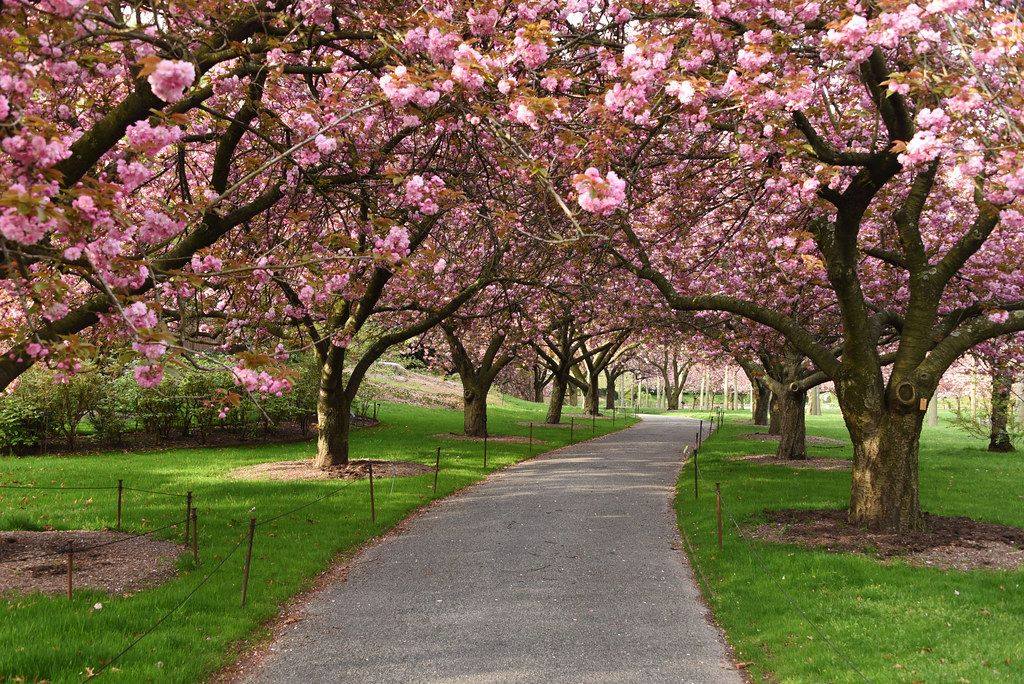 The Brooklyn Botanic Garden Cherry Blossom Festival Will Have Over 100
