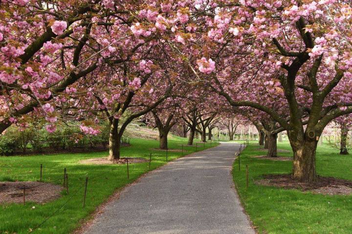 Cherry blossoms bloom for spring at the Brooklyn Botanic Garden