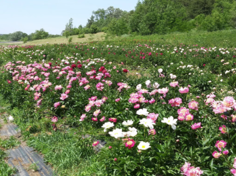 Get Lost In Thousands Of Beautiful Peony Plants At Hidden Springs Flower Farm In Minnesota