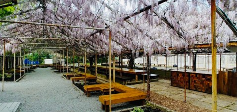 Sip Local Brews Under A Canopy Of Wisteria At 3rd Turn Oldham Gardens In Kentucky