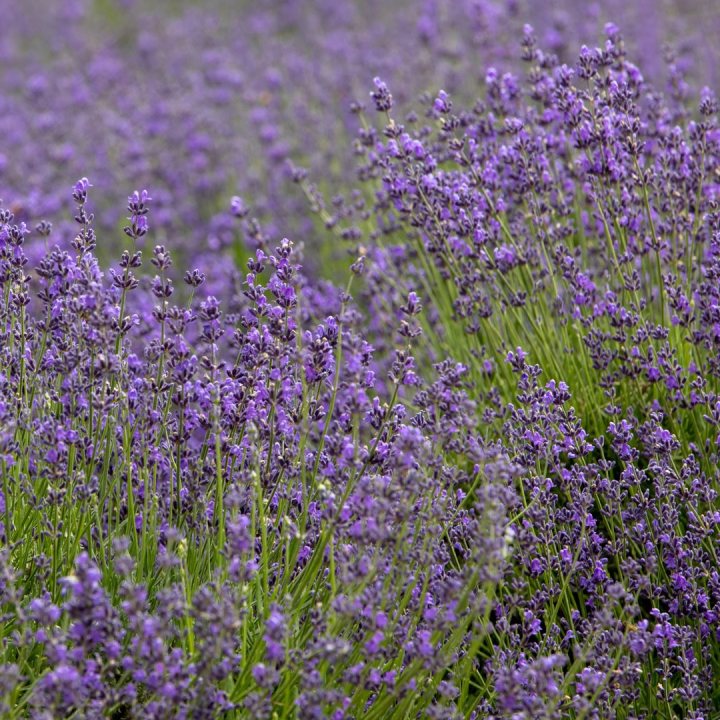 123 Farm Has A Lavender Festival In Southern California