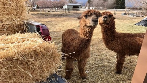 Cuddle The Most Adorable Rescued Farm Animals For Free At Safe Haven Llama and Alpaca Sanctuary In Montana