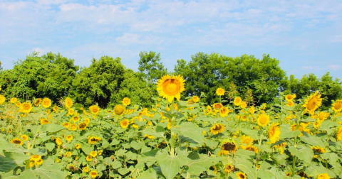 See Thousands Of Sunflowers In Bloom Along The Sunflower Trail In Louisiana