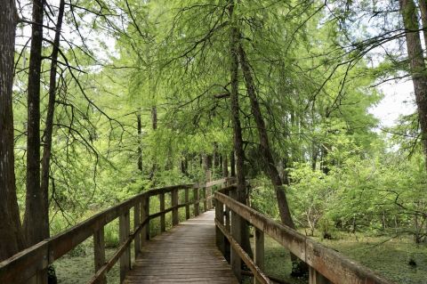 Walk Or Ride Alongside The Swamp On The 5-Mile Lake Martin Loop Trail In Louisiana