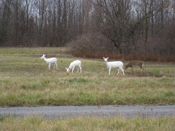New York Is Home To The Largest White Deer Herd In The World