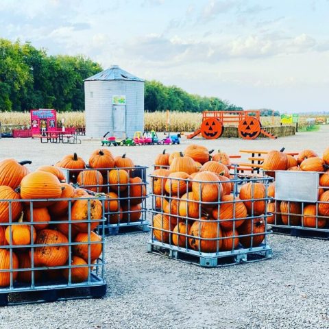 Nelson's Pumpkin Patch And Corn Maze In North Dakota Is A Classic Fall Tradition