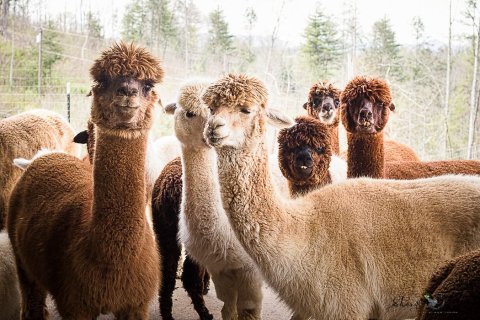 Last Penny Farm Alpacas In North Carolina Makes For A Fun Family Day Trip