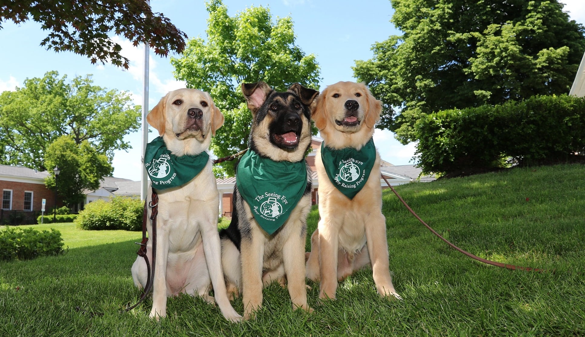 seeing-eye-dogs-are-looking-for-puppy-carers-in-melbourne-secret