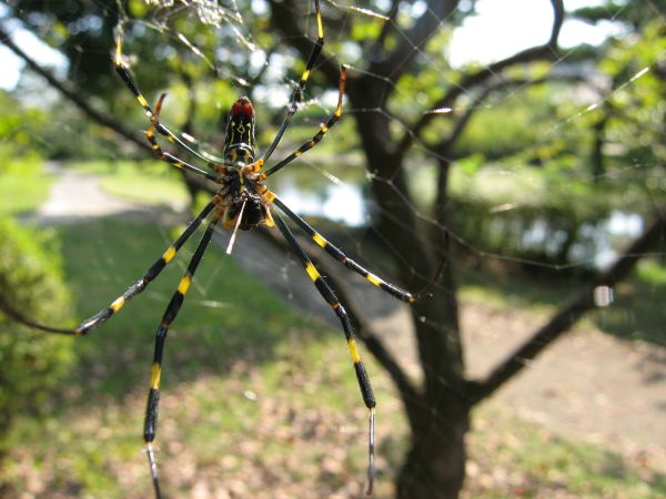 Orb-weaver spider - Wikipedia