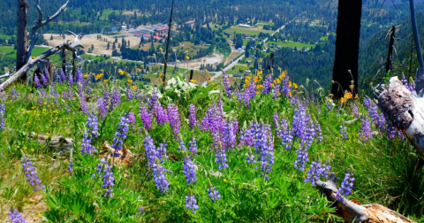 9 Easy And Beautiful Spring Hikes Everyone In Washington Will Love