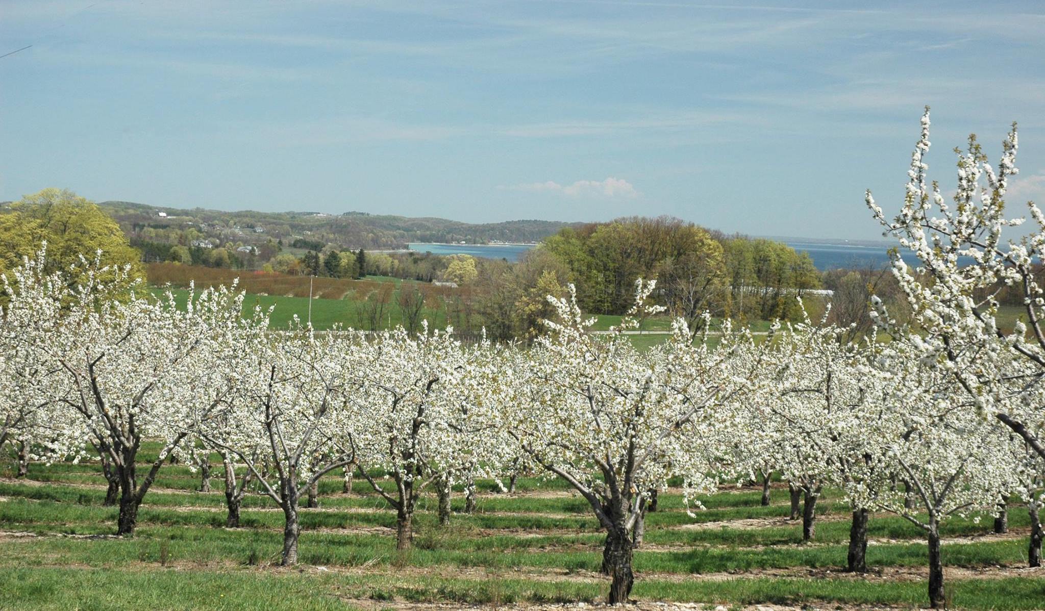 2023 AWESOME Guide to Traverse City Cherry Blossoms