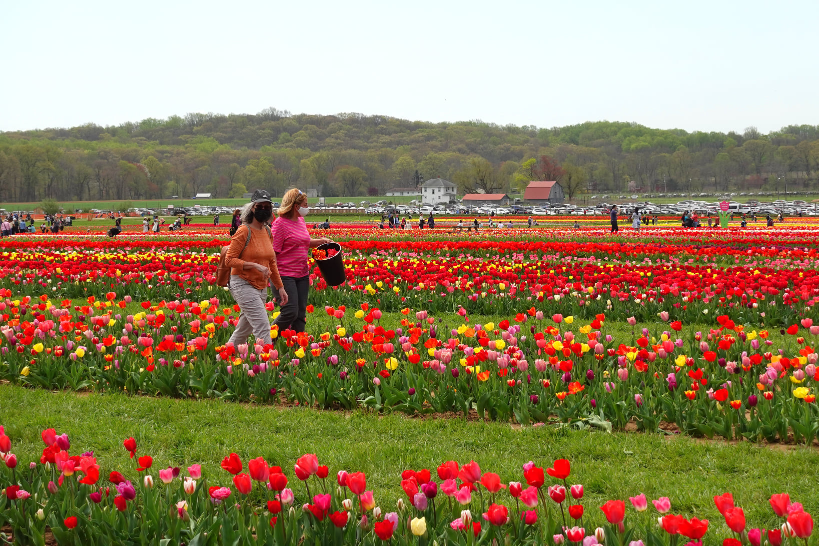 Holland Ridge Farm's Tulip Festival Is A New Jersey Spring Tradition