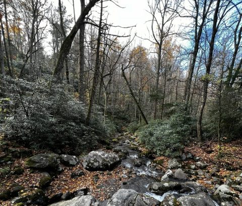At Thousands of Years Old, Some Of The Oldest Trees In The World Are Found In Tennessee