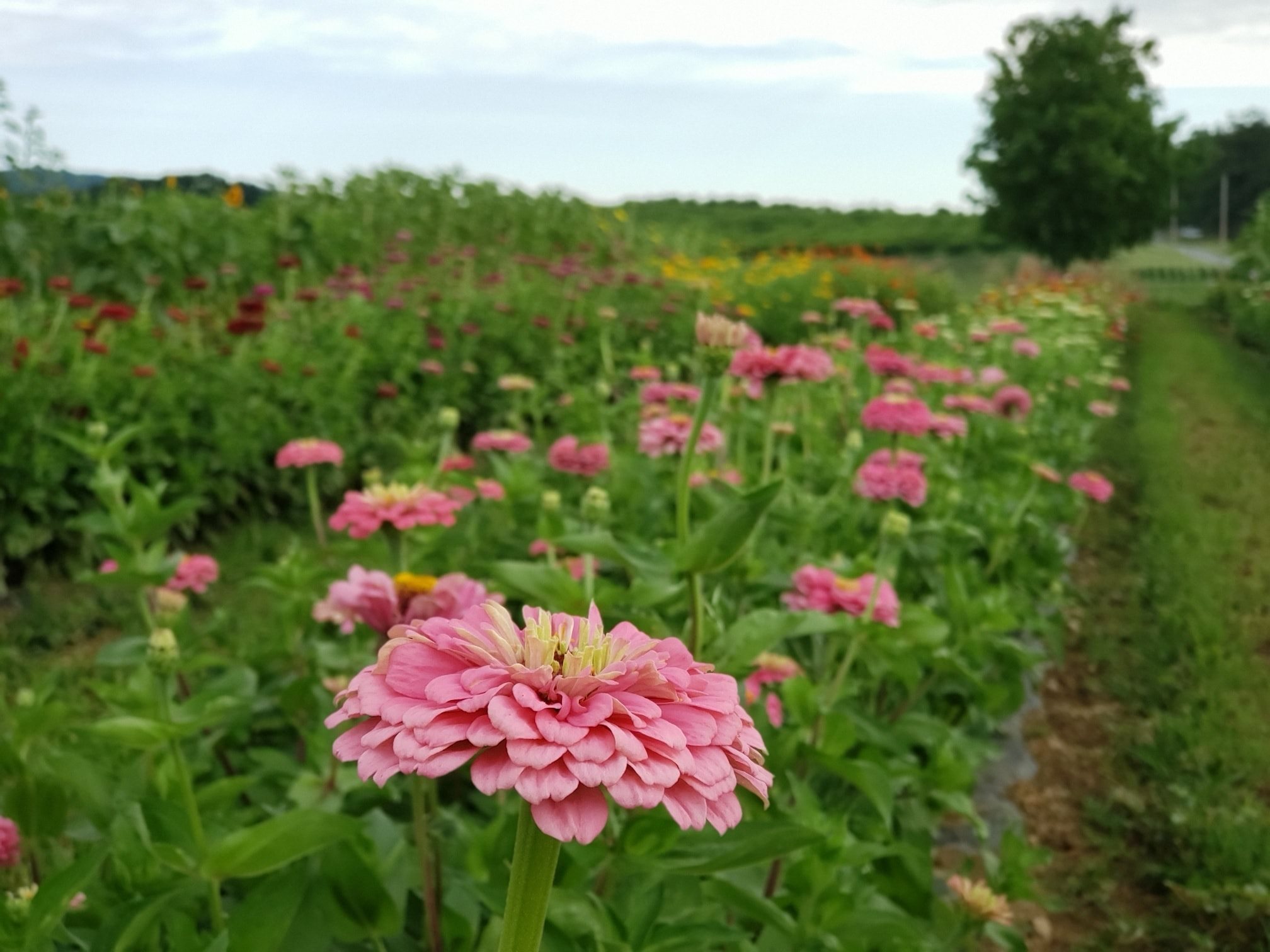 The Flower Field - Vale Pick Your Own