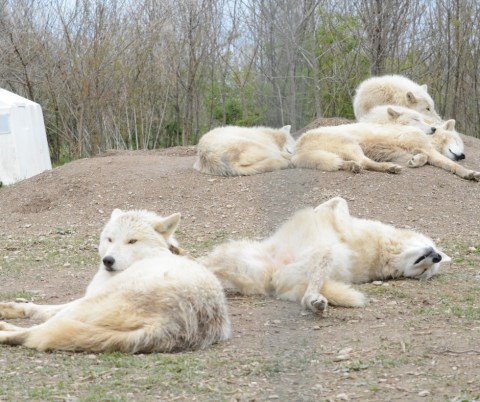 This Hidden Sanctuary In Pennsylvania Is Home To The Only Gray Wolves In Pennsylvania