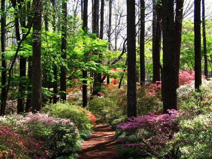georgia places to visit in spring