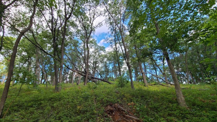 The Best Hikes In Indiana: Cowles Bog Trail Is An Awe-Inspiring Delight