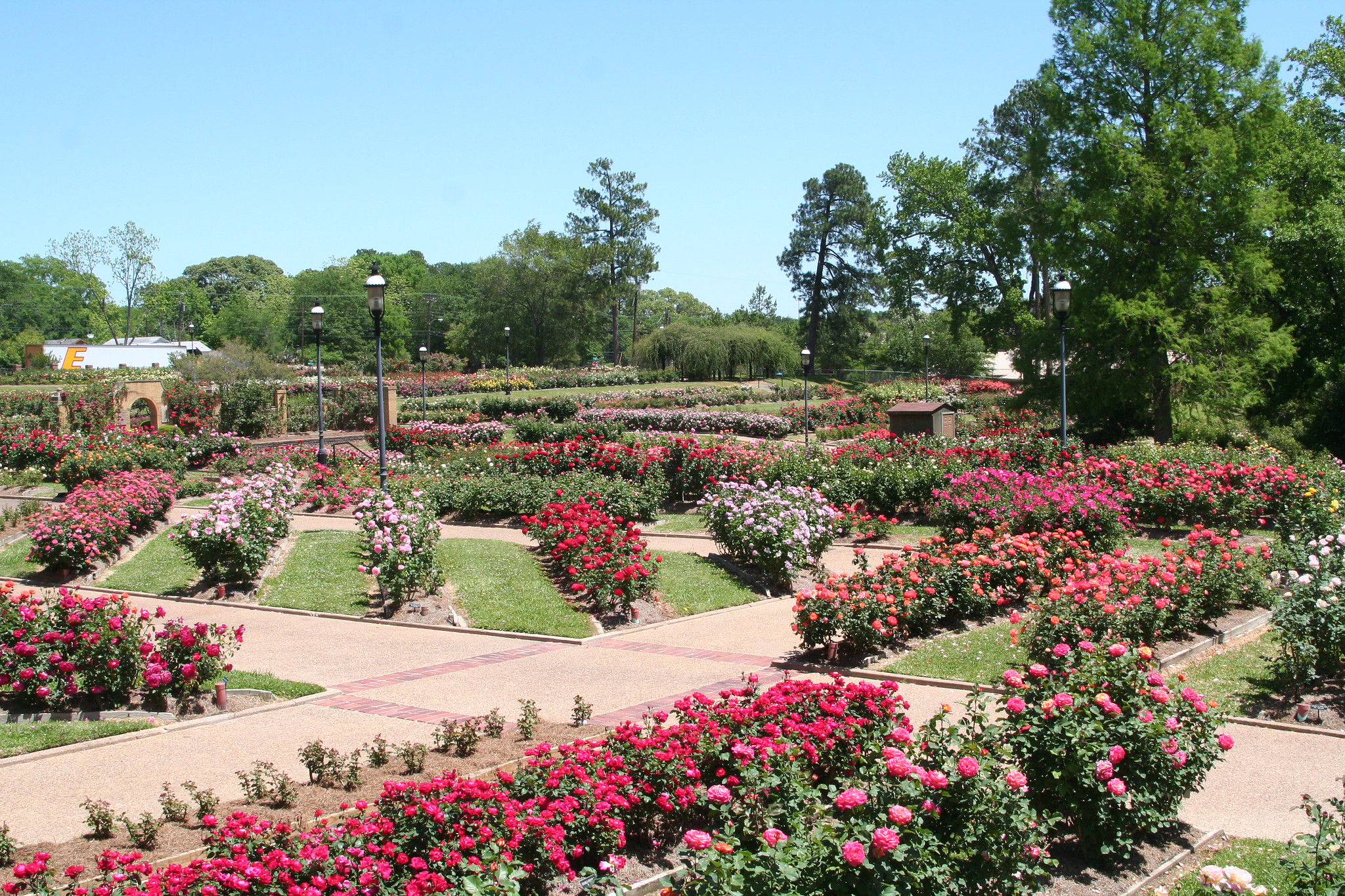 Rose Garden In Albuquerque | Fasci Garden