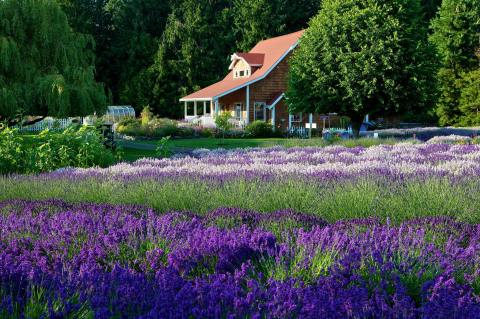 There's A Lavender Farm Right By A Wildlife Park In Washington, Making For A Fun-Filled Family Outing