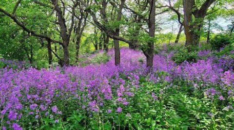 Hike Among Flower Fields And Elk Herds On This Fairy Tail Trail In Iowa