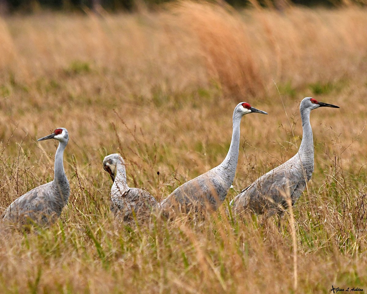 Once rare, the sandhill crane is now common in Minnesota