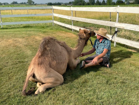 Play With Camels On This Unique Adventure in Idaho