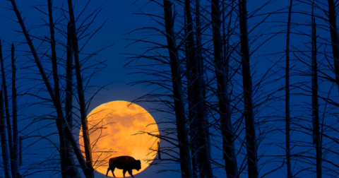 Here Are The 18 Most Magnificent Places Across The U.S. To Enjoy Nature At Night