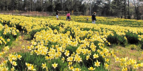 The Arkansas Wye Mountain Daffodil Festival Will Have Over 7 Acres In Bloom This Spring