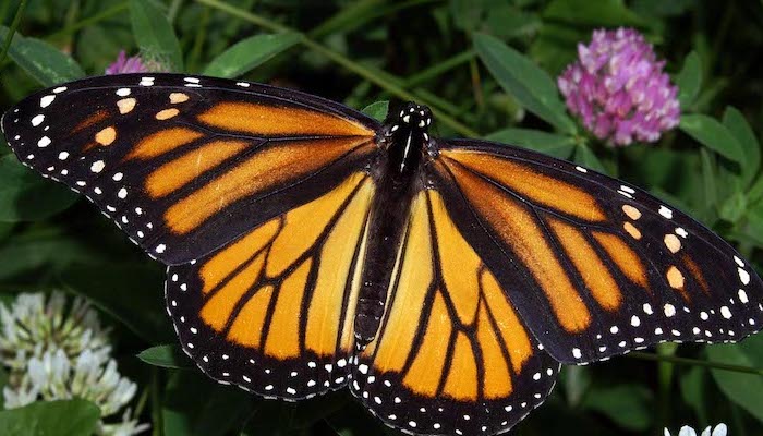 Watch For Monarch Butterflies In New Jersey This Spring